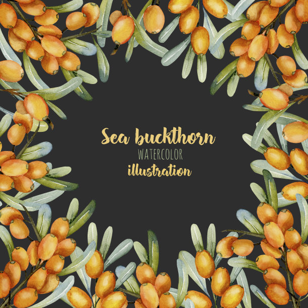 卡模板与水彩沙棘树枝，框架边框背景，手绘在一个黑暗的背景图片下载