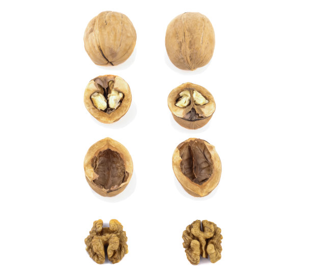核桃壳和核桃仁排列在白色的背景上图片下载
