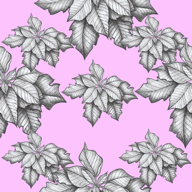 一品红圣诞花孤立物体粉红色的背景图片下载