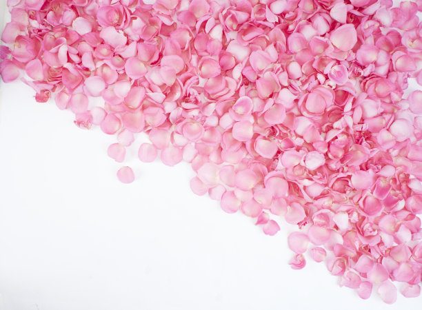 白色背景上的粉色玫瑰花瓣。用于卡片设计和婚礼。图片下载