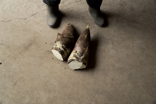 脚边刚摘的竹笋图片下载