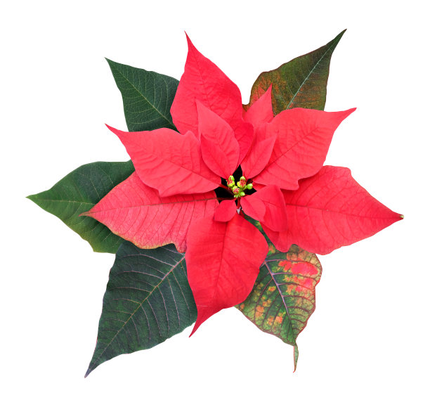 一品红(大戟)图片下载