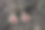 一对耳环上的木制背景图片下载