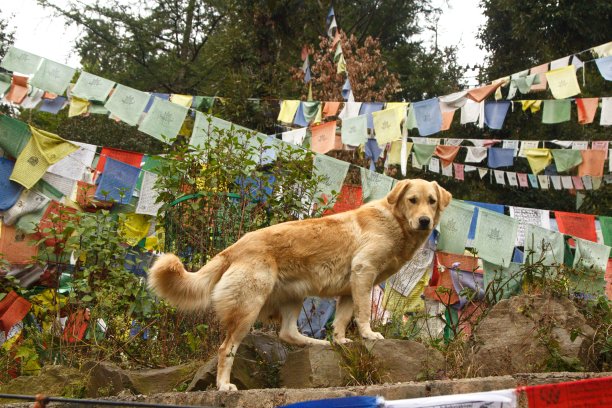 这只狗图片下载