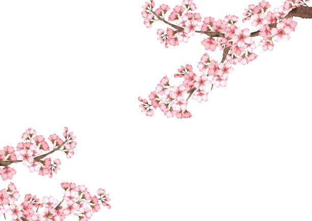 粉红色的樱花图片下载