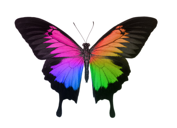 燕尾蝶在彩虹颜色孤立在白色图片下载