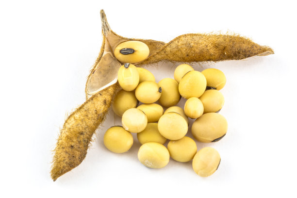 白色背景上有大豆种子的大豆图片下载