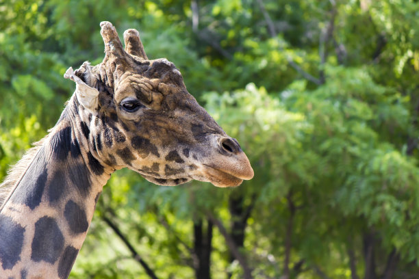 长颈鹿图片下载