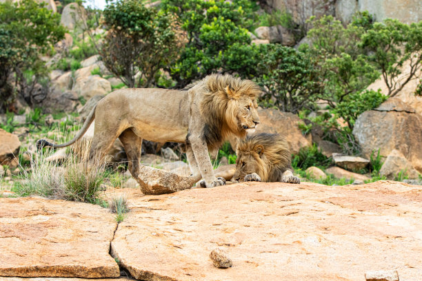 雄狮在岩石山上图片下载