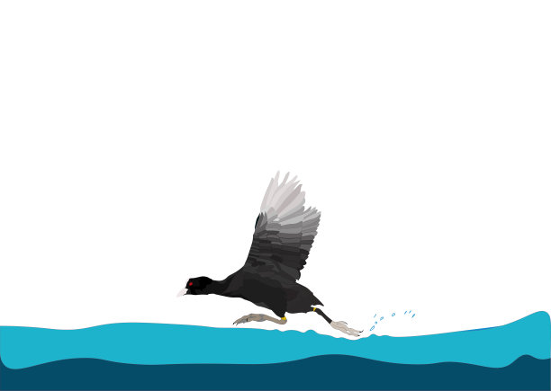 运行的鸟。欧亚傻瓜。Fulica atra。矢量图像。图片下载