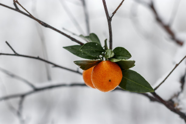 照片笑话:明亮的橘子挂在白桦树的树枝在一个下雪的冬日。图片下载