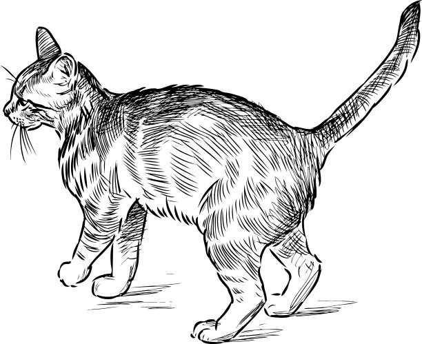 家养小猫的素描图片下载