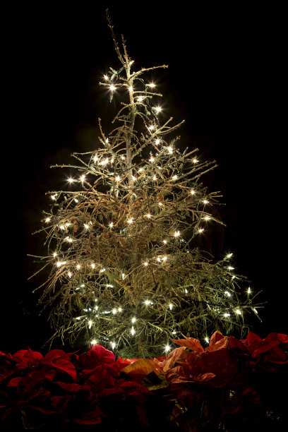 挂着节日彩灯和一品红的枯死圣诞树，直立着图片下载