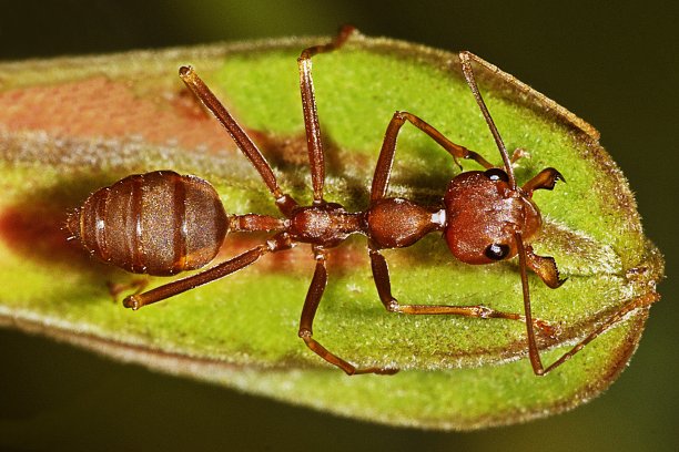 蚂蚁闭上了花。图片下载