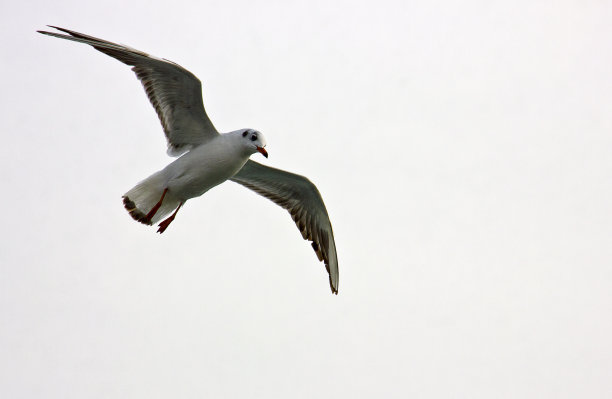 海鸥飞过大海图片下载