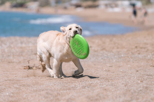 快乐的狗在海滩玩飞盘图片下载