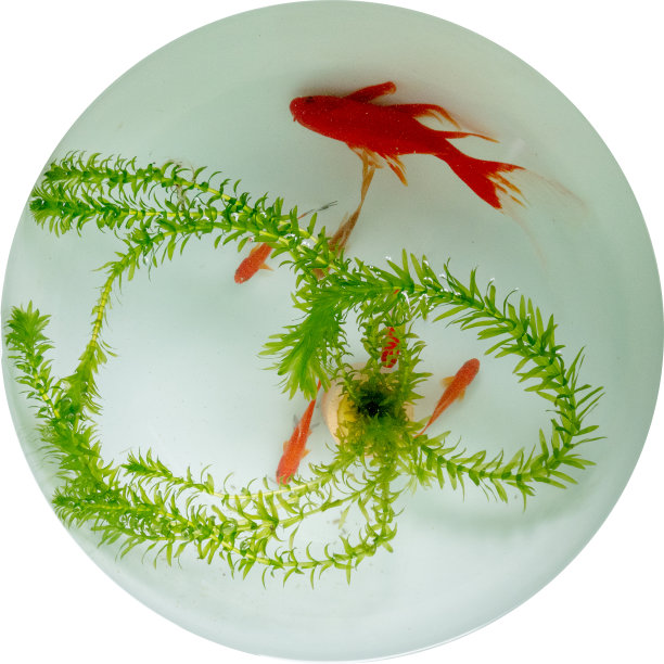 金鱼,鱼缸图片下载