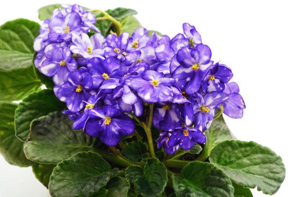 带条纹的蓝色紫罗兰花。图片下载