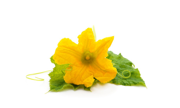 黄色的南瓜花。图片下载