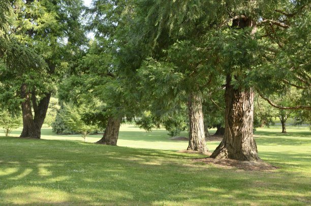 草地公园的树木图片下载