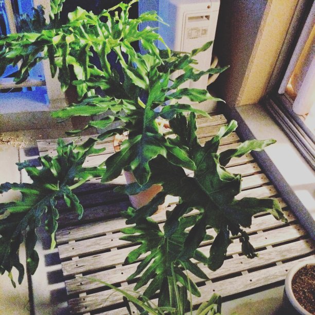 阳台上的盆花。图片下载