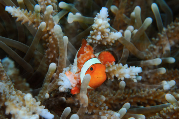 冷杉树上的橙子图片下载