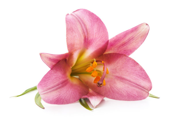 一个粉色的百合。图片下载