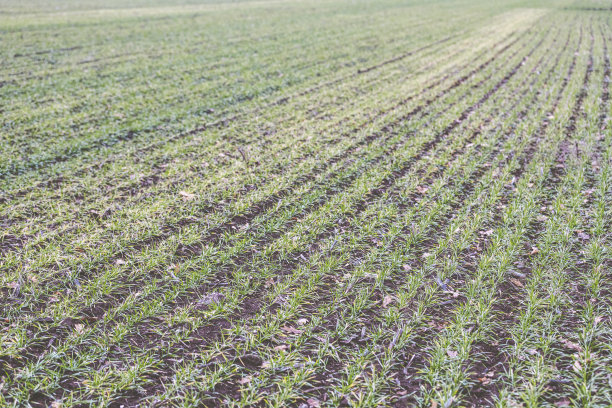 麦田里的小麦幼苗。冬小麦作物。一排排的麦苗。草地上有绿色的草。多云的秋日。图片下载