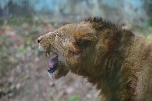 吼叫的狮子图片下载
