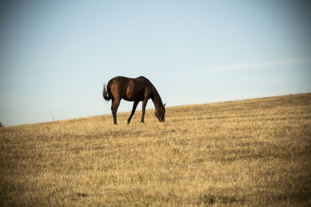 孤独在山顶图片下载