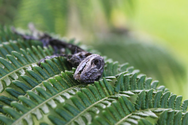 蜥蜴骨架图片下载