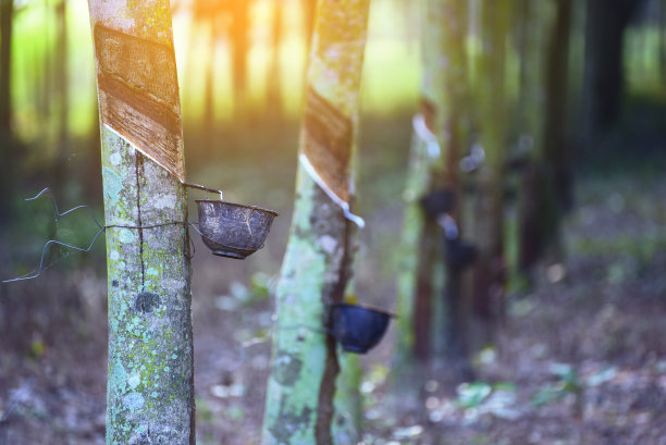在阳光下的橡胶园，用塑料碗抽打橡胶树。图片下载