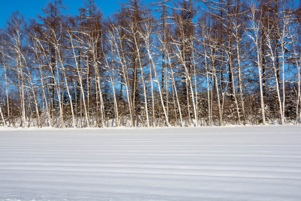 冬天白桦林和蓝天图片下载