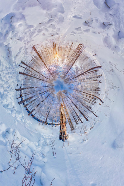 冬日森林创意照片图片下载