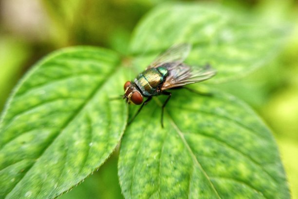 绿色的飞图片下载