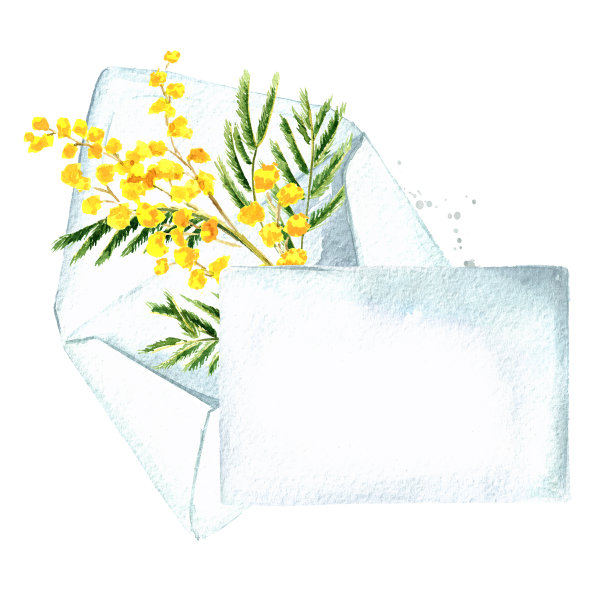 信封与含羞草黄色的春天花，空白的信与拷贝的空间。水彩手绘插图，孤立的白色背景图片下载