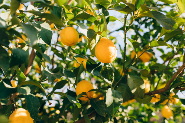 成熟的柠檬水果挂在农场的树上。柑橘类水果挂在树枝上。这是柑橘树枝上的柠檬图片下载