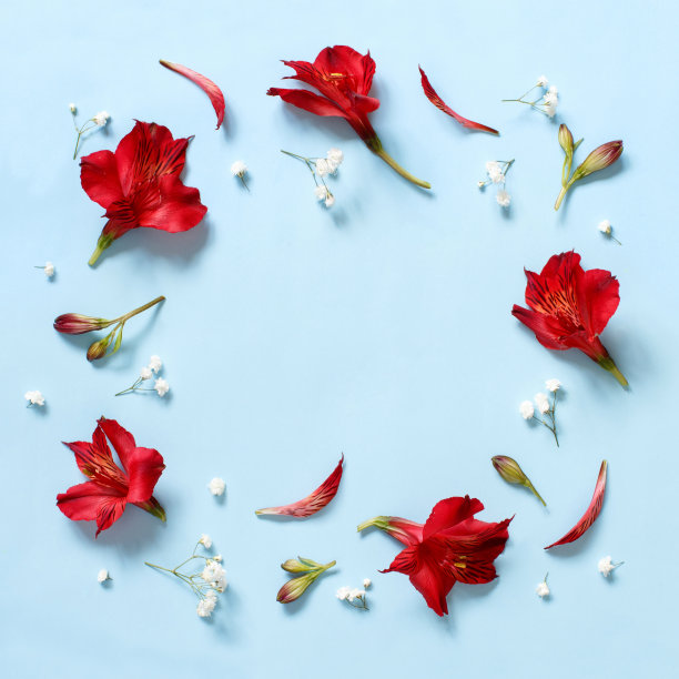 浅蓝色背景上的红色花朵图片下载