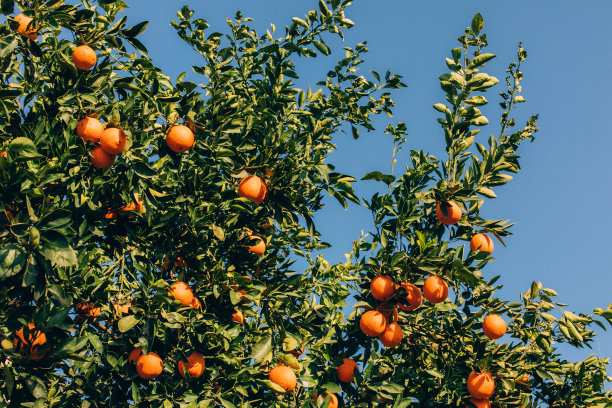 农场的树上挂着成熟的橘子果实。柑橘类水果挂在树枝上。这橙子挂在柑橘树枝上图片下载