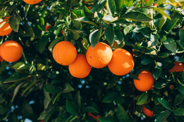 农场的树上挂着成熟的橘子果实。柑橘类水果挂在树枝上。这橙子挂在柑橘树枝上图片下载
