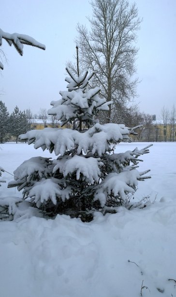 小而细长的冷杉树上覆盖着雪。有霜的一天，寒冷的早晨。美树云杉。垂直的自然背景。生态学的概念。季节的风景。旅游目的地。圣诞快乐。冬天。图片下载
