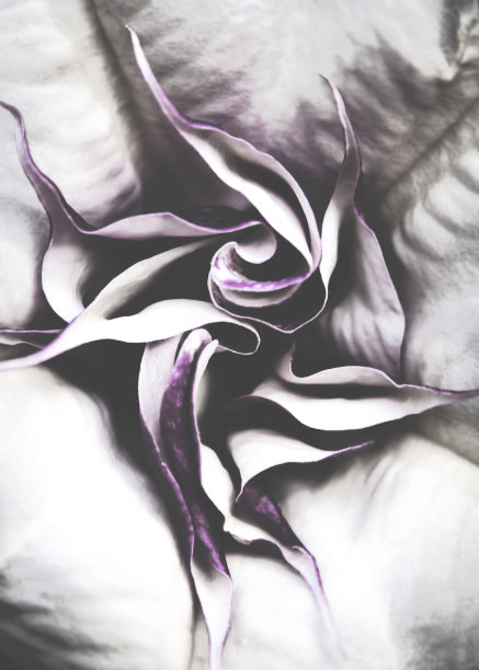 魔鬼喇叭花的特写。图片下载