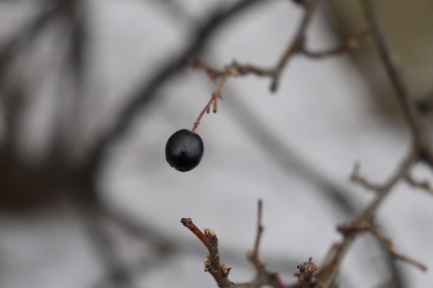 冬天灌木上的黑浆果图片下载