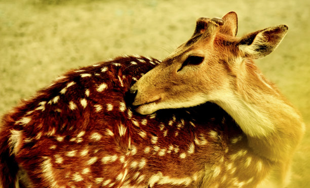一只美丽的鹿转动着脖子，露出了她的眼睛。图片下载
