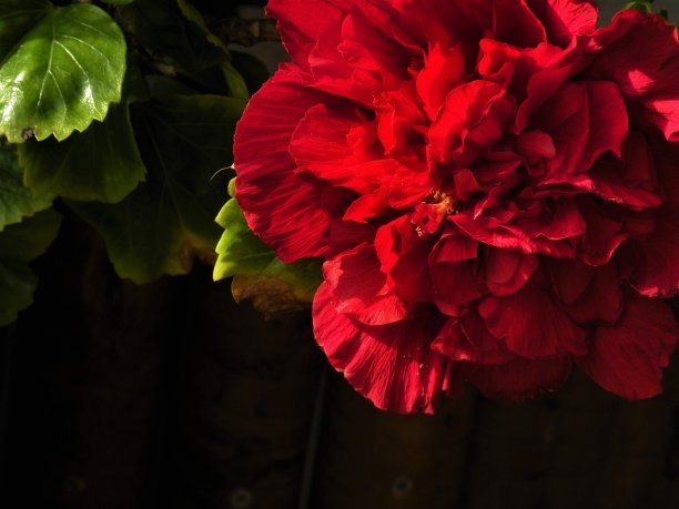 红色的花图片下载