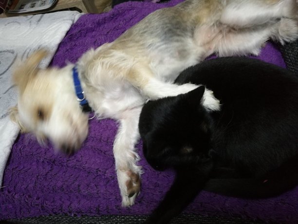 狗的爱和猫图片下载