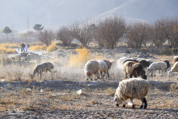 高速公路奎达风景照片羊吃干草冬季户外图片下载