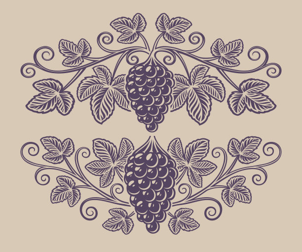 葡萄树枝的复古插图图片下载