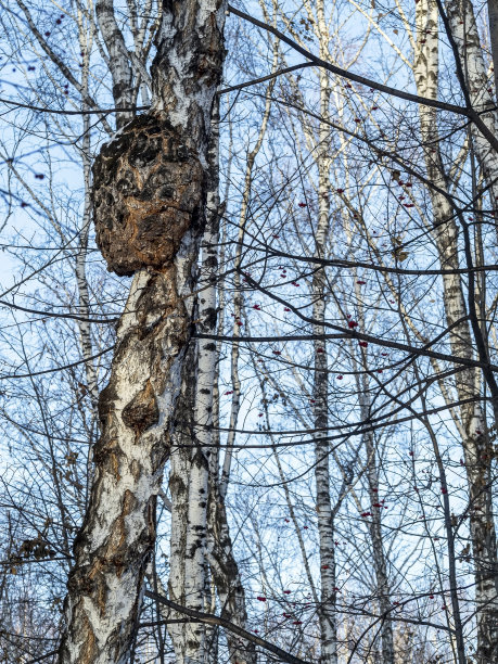 拉丁名Inonotus obliquus的大蘑菇生长在森林中的一棵桦树上图片下载
