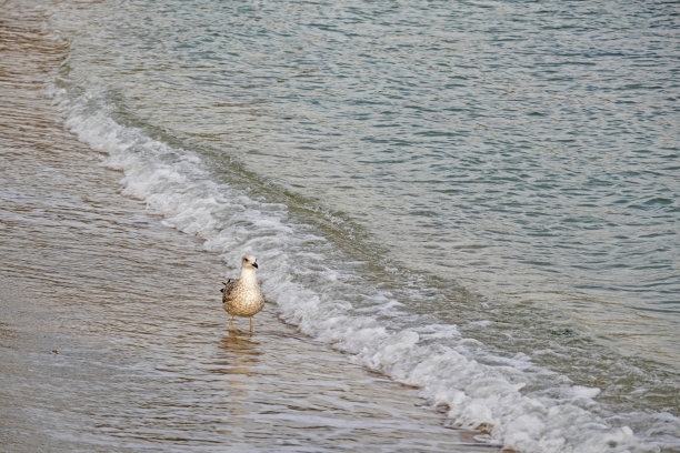 海鸥在海边和海浪图片下载